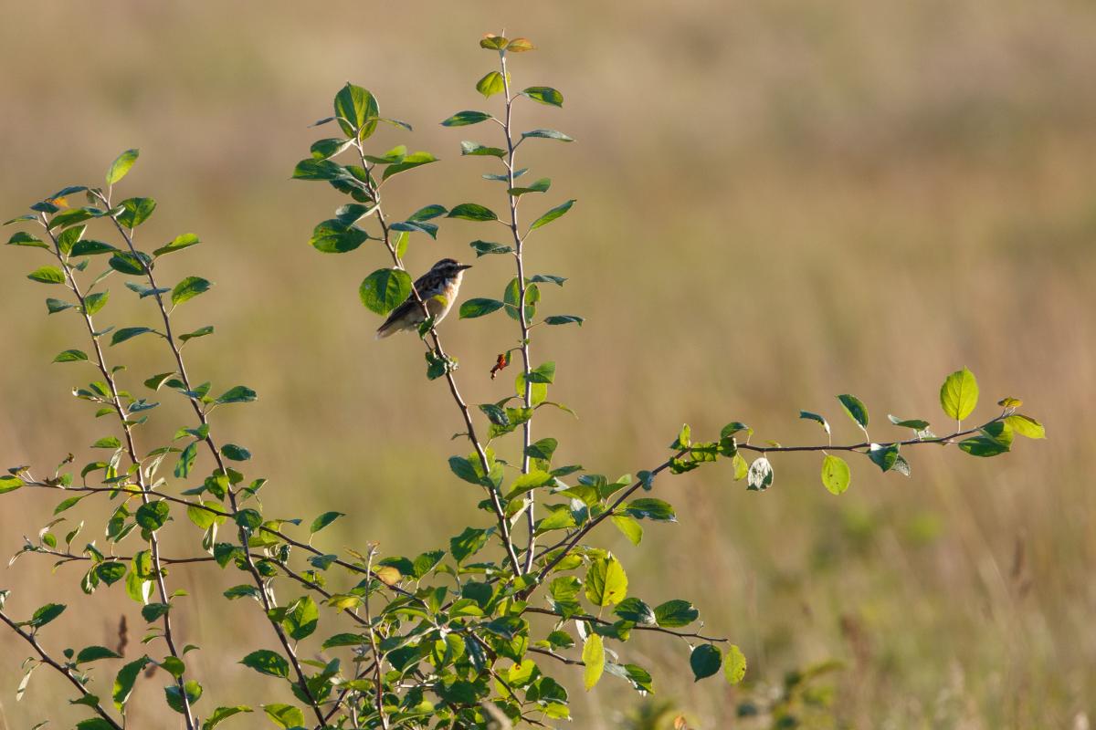 Whinchat (Saxicola rubetra)