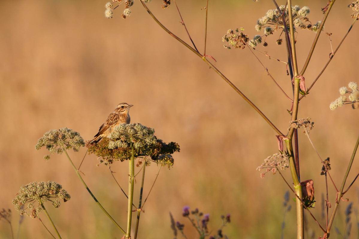 Whinchat (Saxicola rubetra)