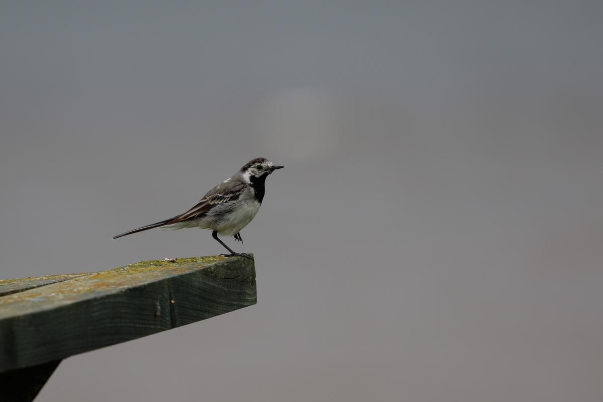 White Wagtail (Motacilla alba)