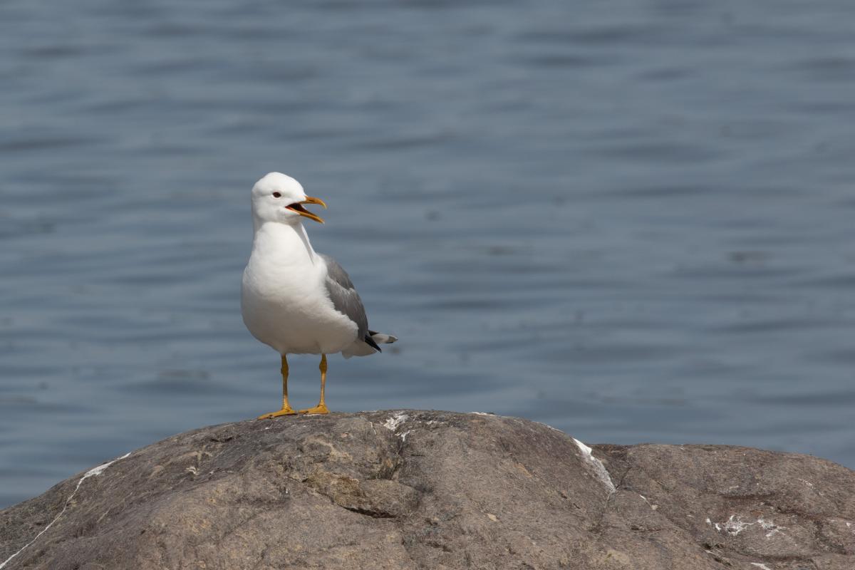 Common gull (Larus canus)