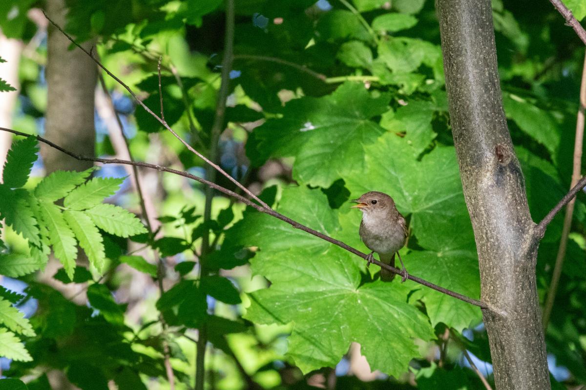 Common nightingale (Luscinia megarhynchos)