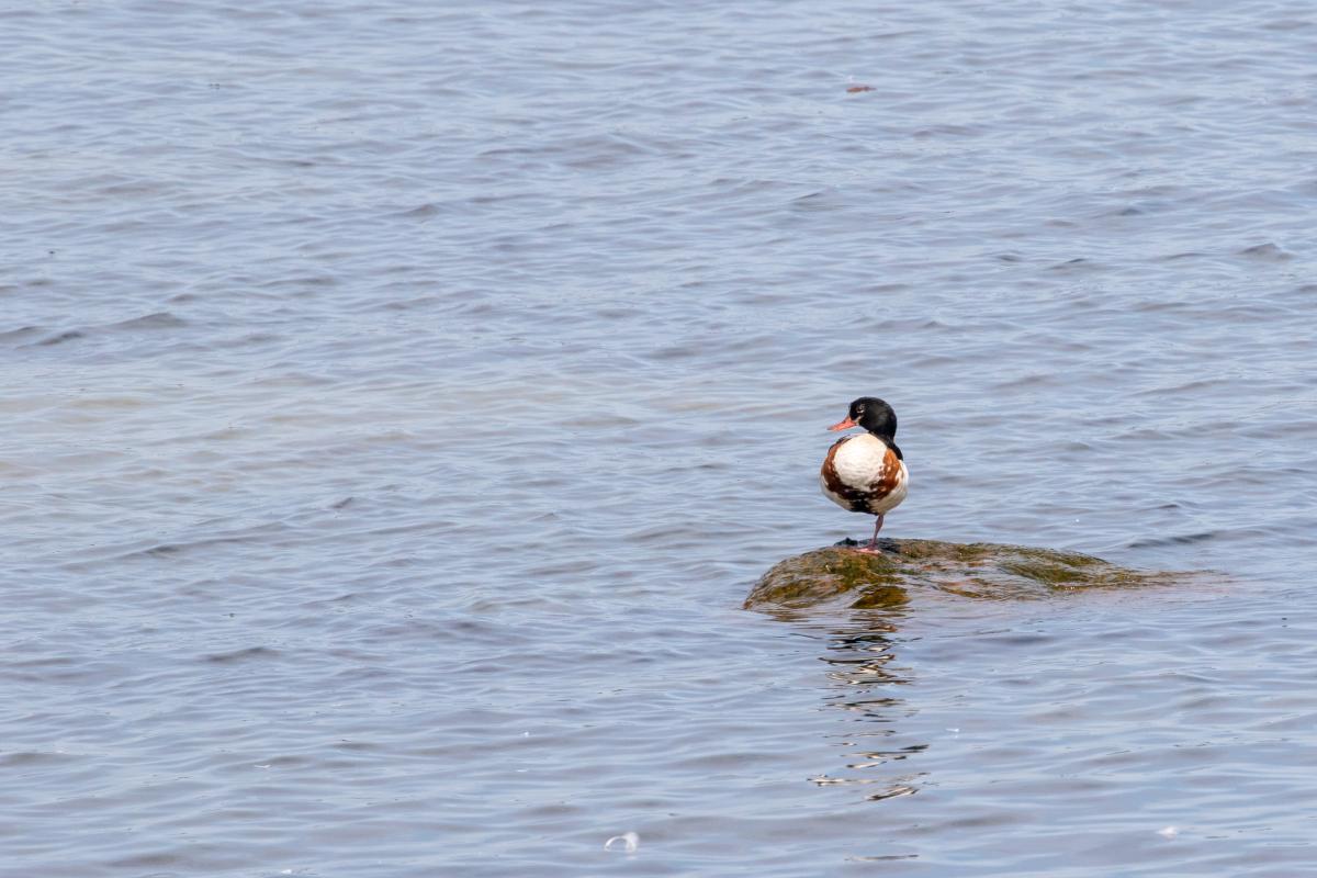 Common Shelduck (Tadorna tadorna)