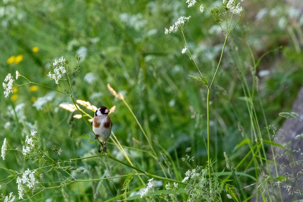 European Goldfinch (Carduelis carduelis)