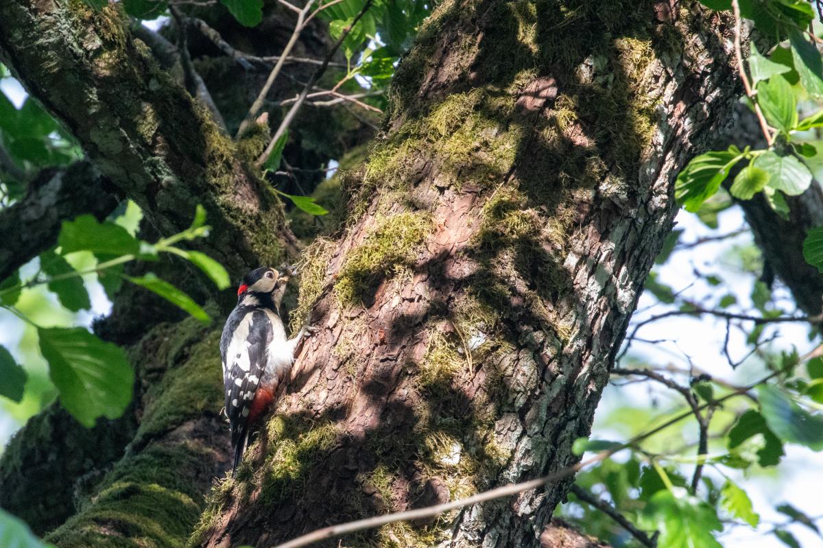 Great Spotted Woodpecker (Dendrocopos major)