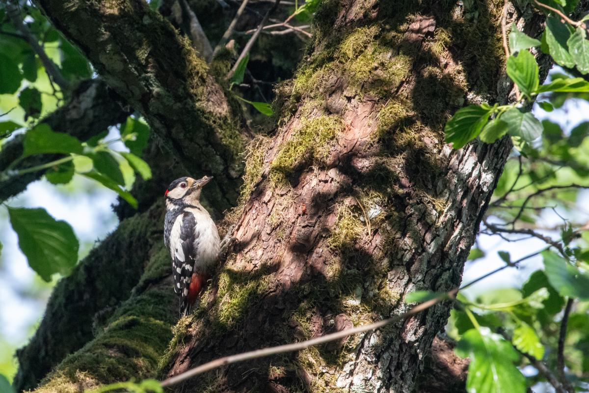 Great Spotted Woodpecker (Dendrocopos major)