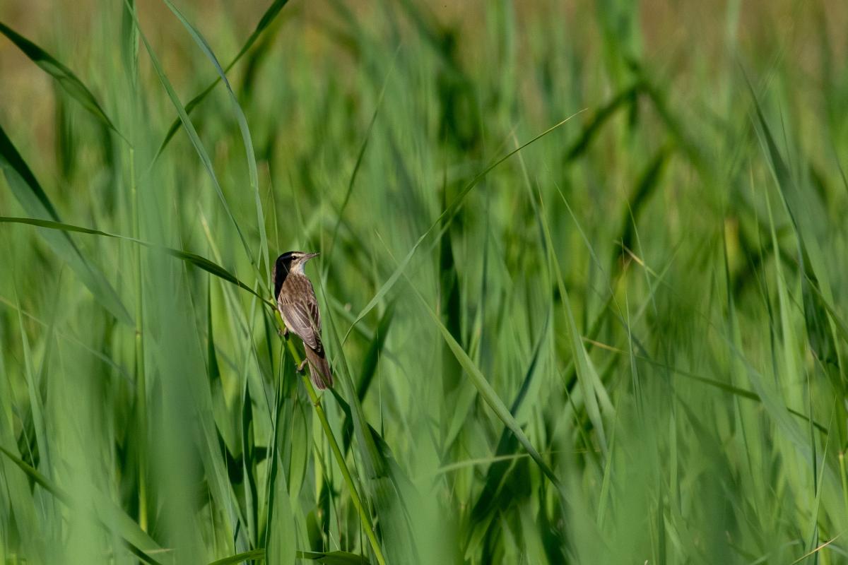 Sedge warbler (Acrocephalus schoenobaenus)