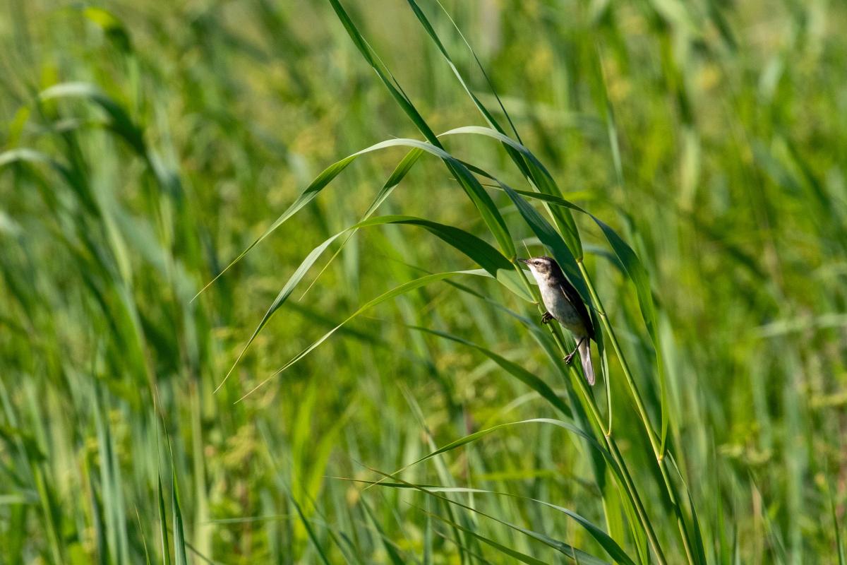 Sedge warbler (Acrocephalus schoenobaenus)