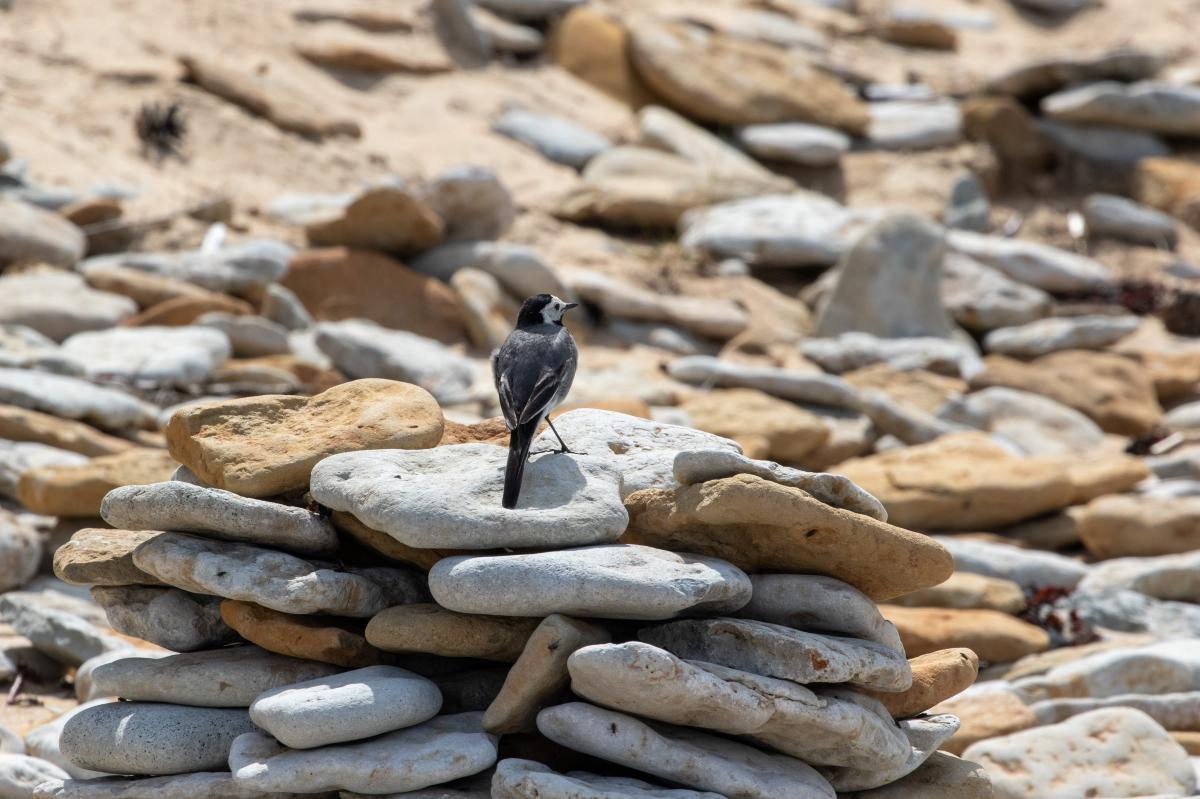 White Wagtail (Motacilla alba)