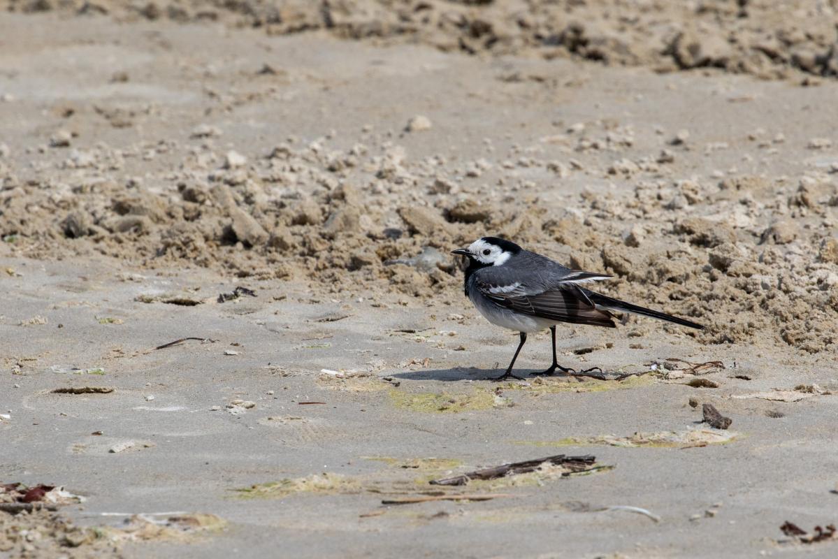 White Wagtail (Motacilla alba)