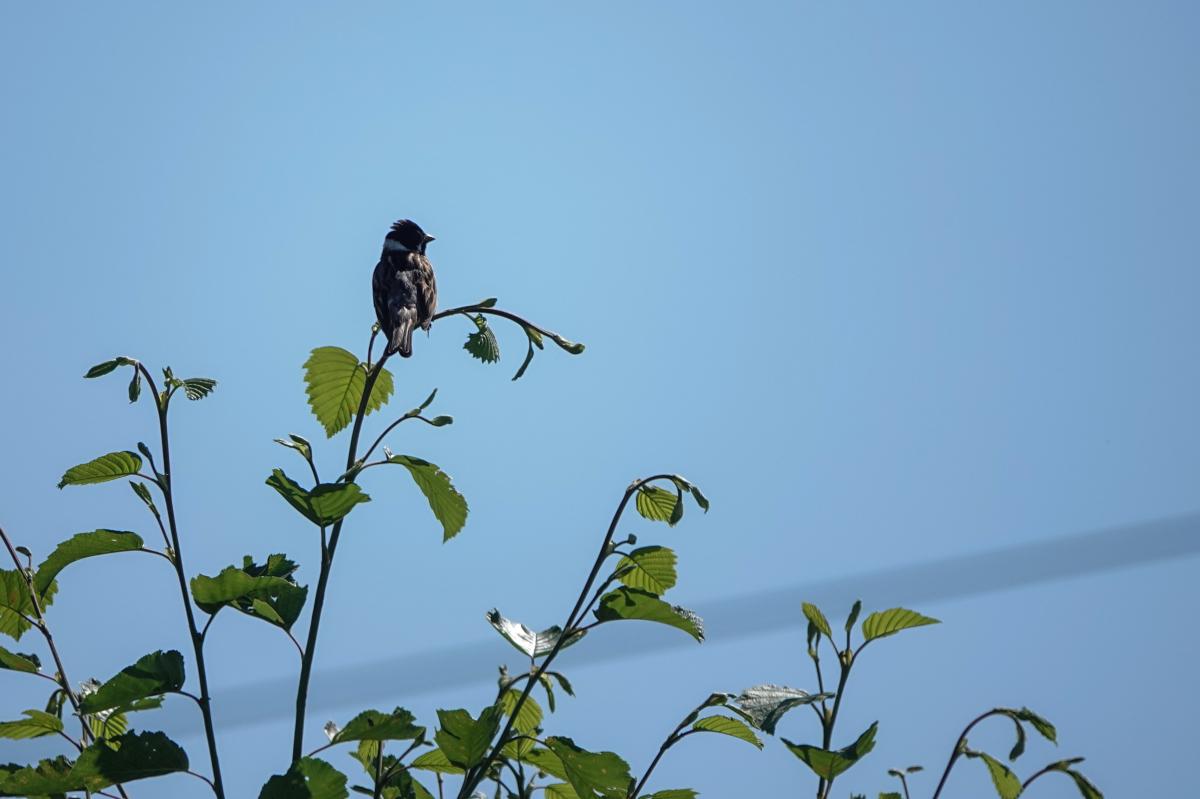 Common reed bunting (Emberiza schoeniclus), Jõe, Tammiste, Pärnu maakond, Estonia, 2024-06-24 Common reed bunting (Emberiza schoeniclus)