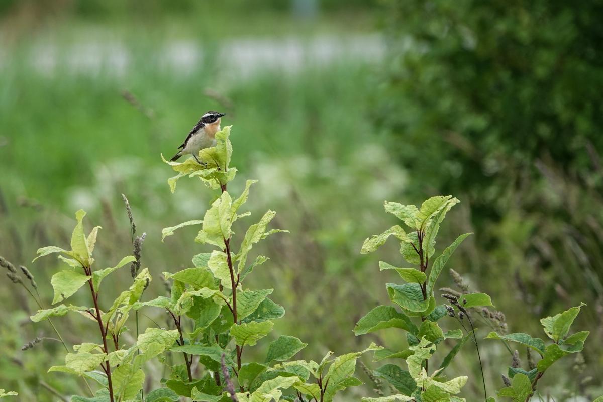 Whinchat (Saxicola rubetra)