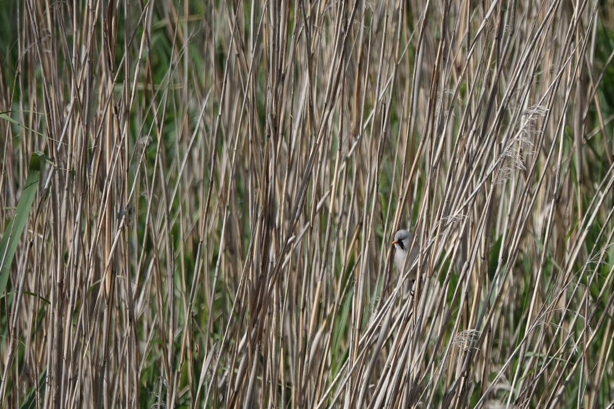 Bearded reedling (Panurus biarmicus)