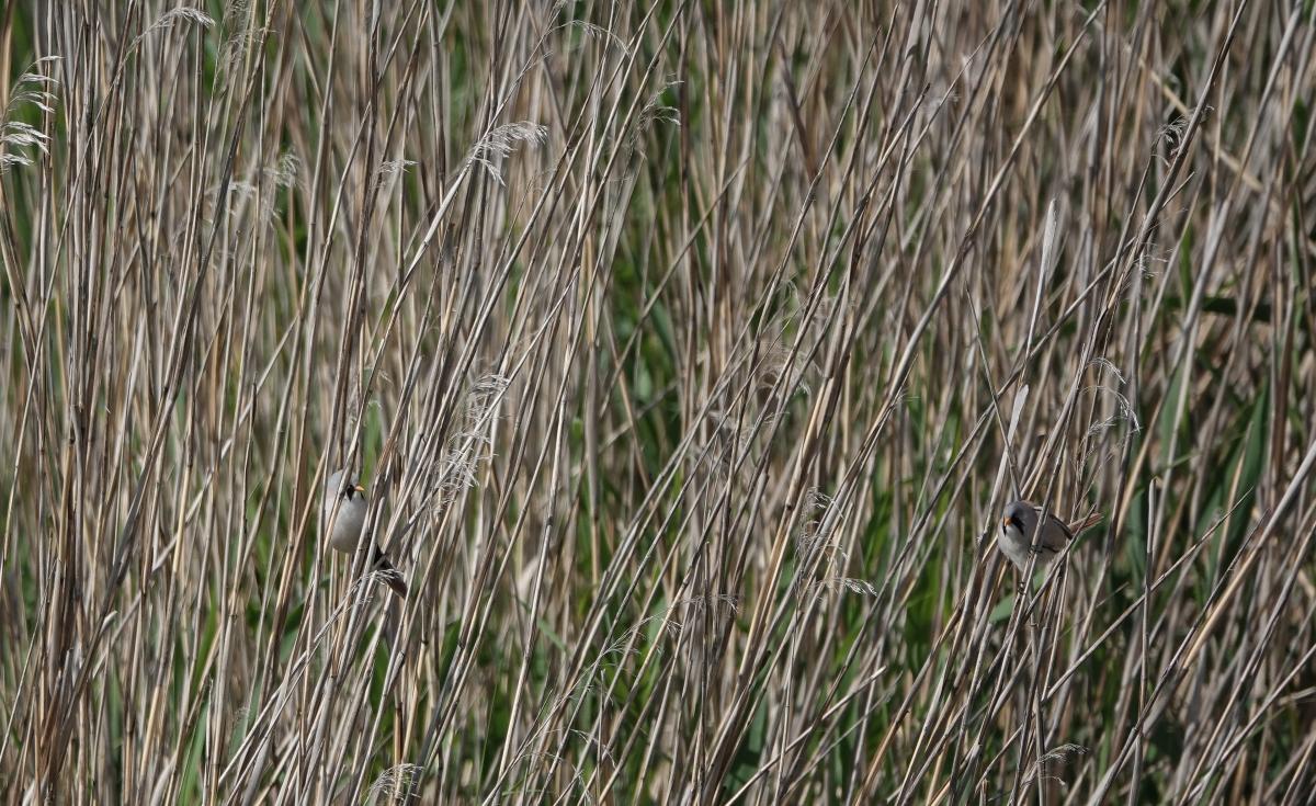 Bearded reedling (Panurus biarmicus)
