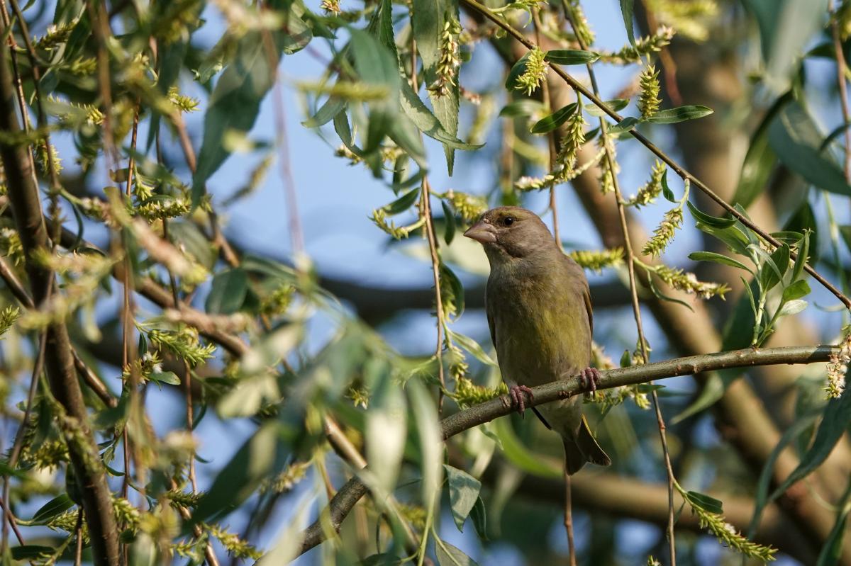 European Greenfinch (Carduelis chloris)