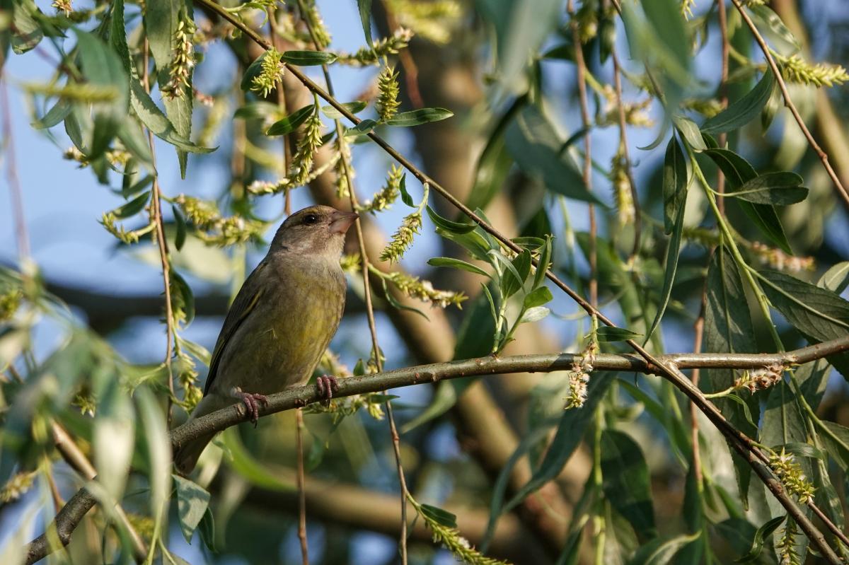 European Greenfinch (Carduelis chloris)