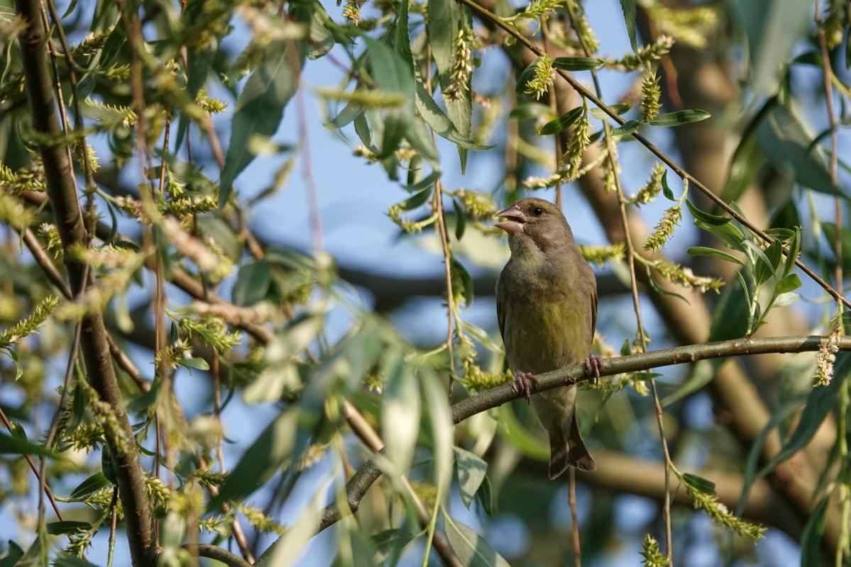 European Greenfinch (Carduelis chloris)