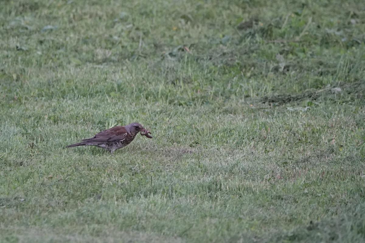 Fieldfare (Turdus pilaris)