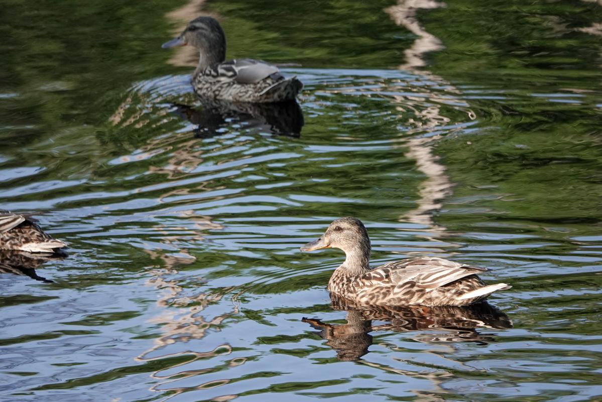 Mallard (Anas platyrhynchos)
