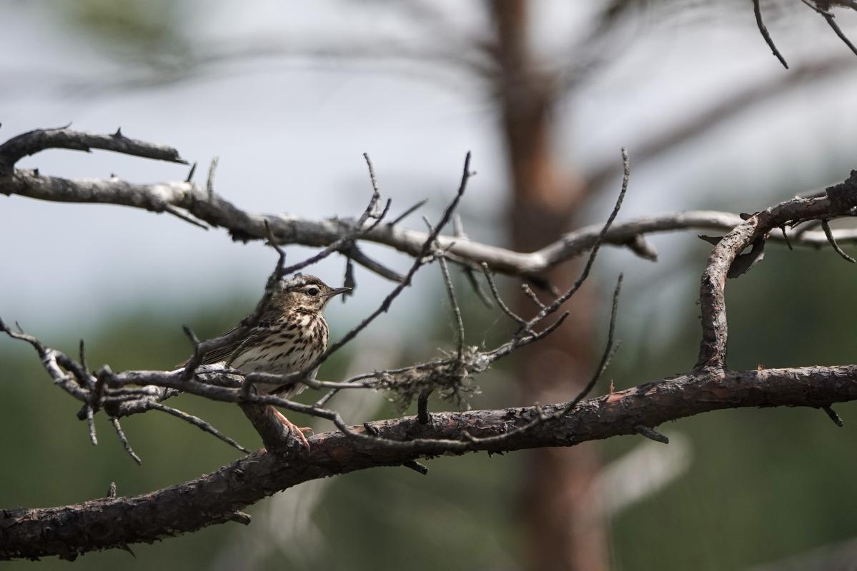 Tree Pipit (Anthus trivialis)
