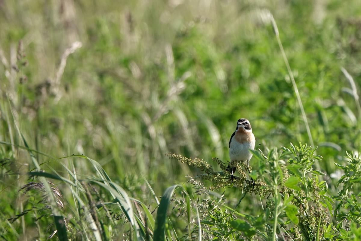 Whinchat (Saxicola rubetra)