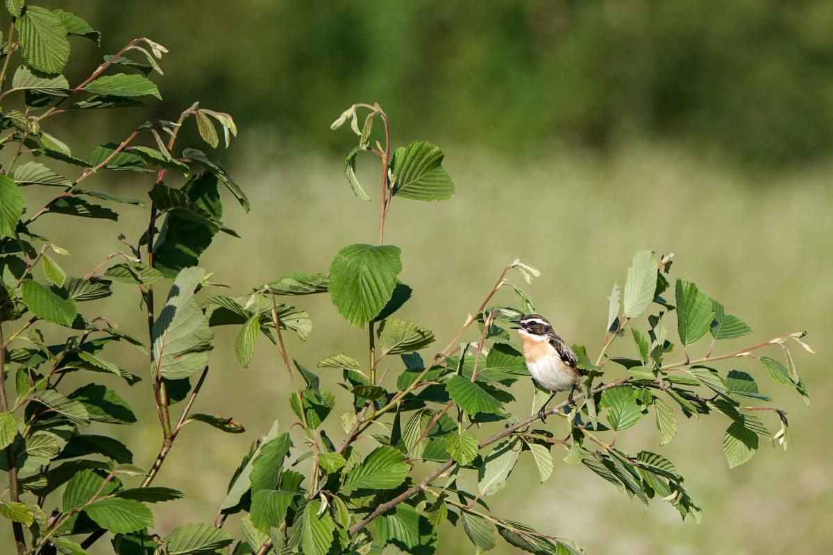 Whinchat (Saxicola rubetra)
