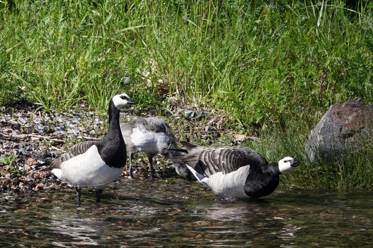 Barnacle goose (Branta leucopsis)