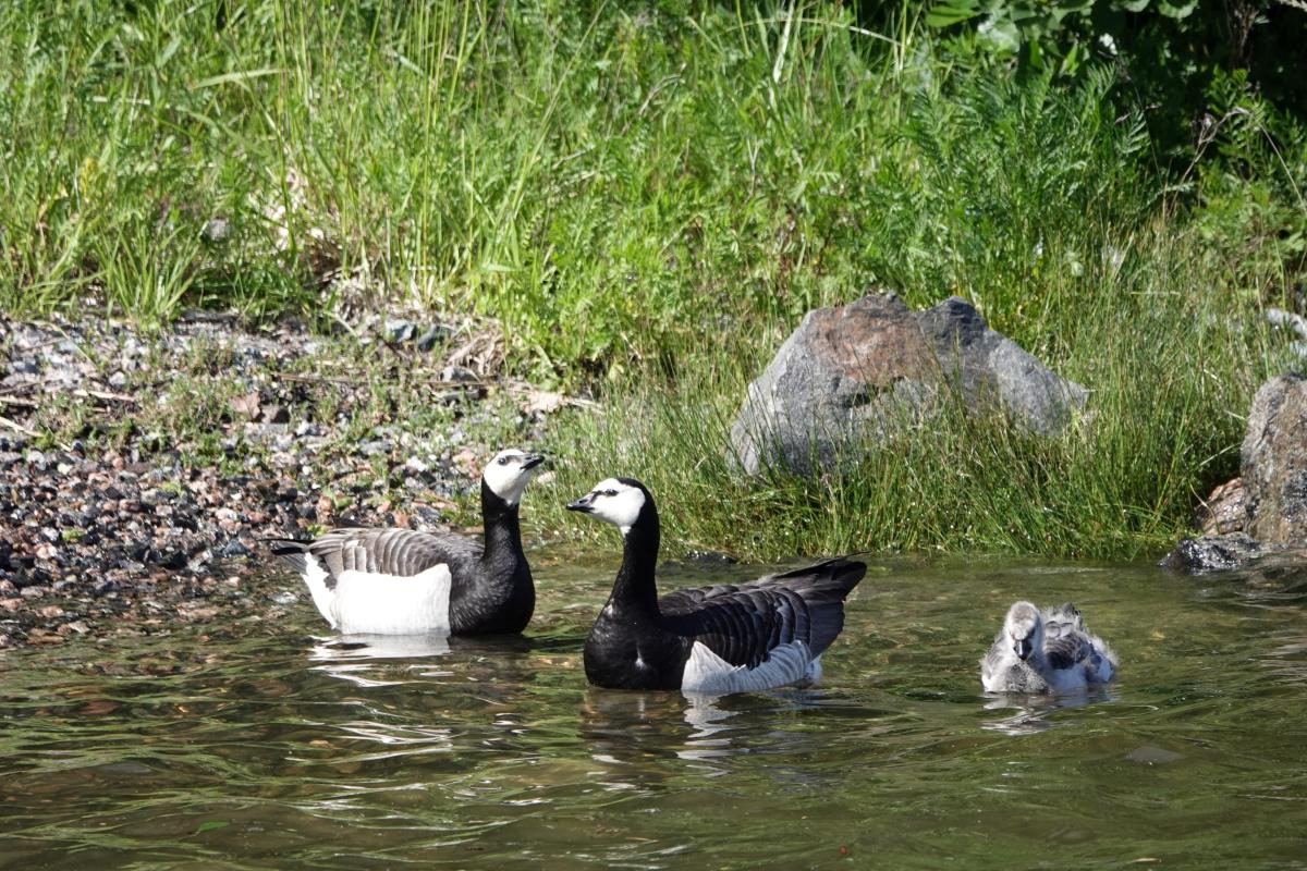Barnacle goose (Branta leucopsis)
