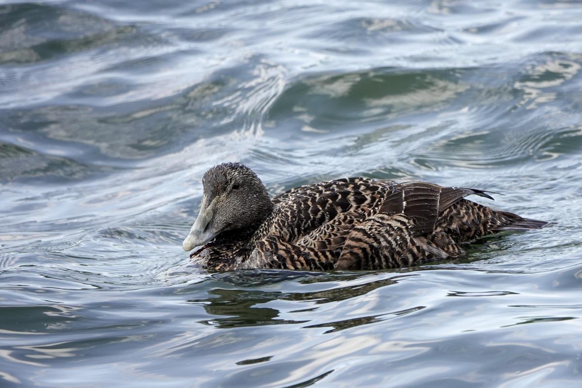 Common eider (Somateria mollissima), Sääasemanpolku, Helsinki, Uusimaa, Finland, 2025-06-26 Common eider (Somateria mollissima)