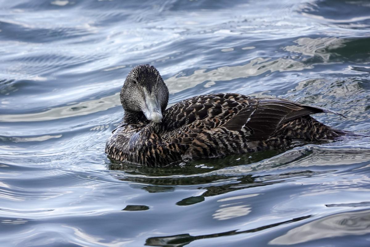 Common eider (Somateria mollissima), Sääasemanpolku, Helsinki, Uusimaa, Finland, 2025-06-26 Common eider (Somateria mollissima)