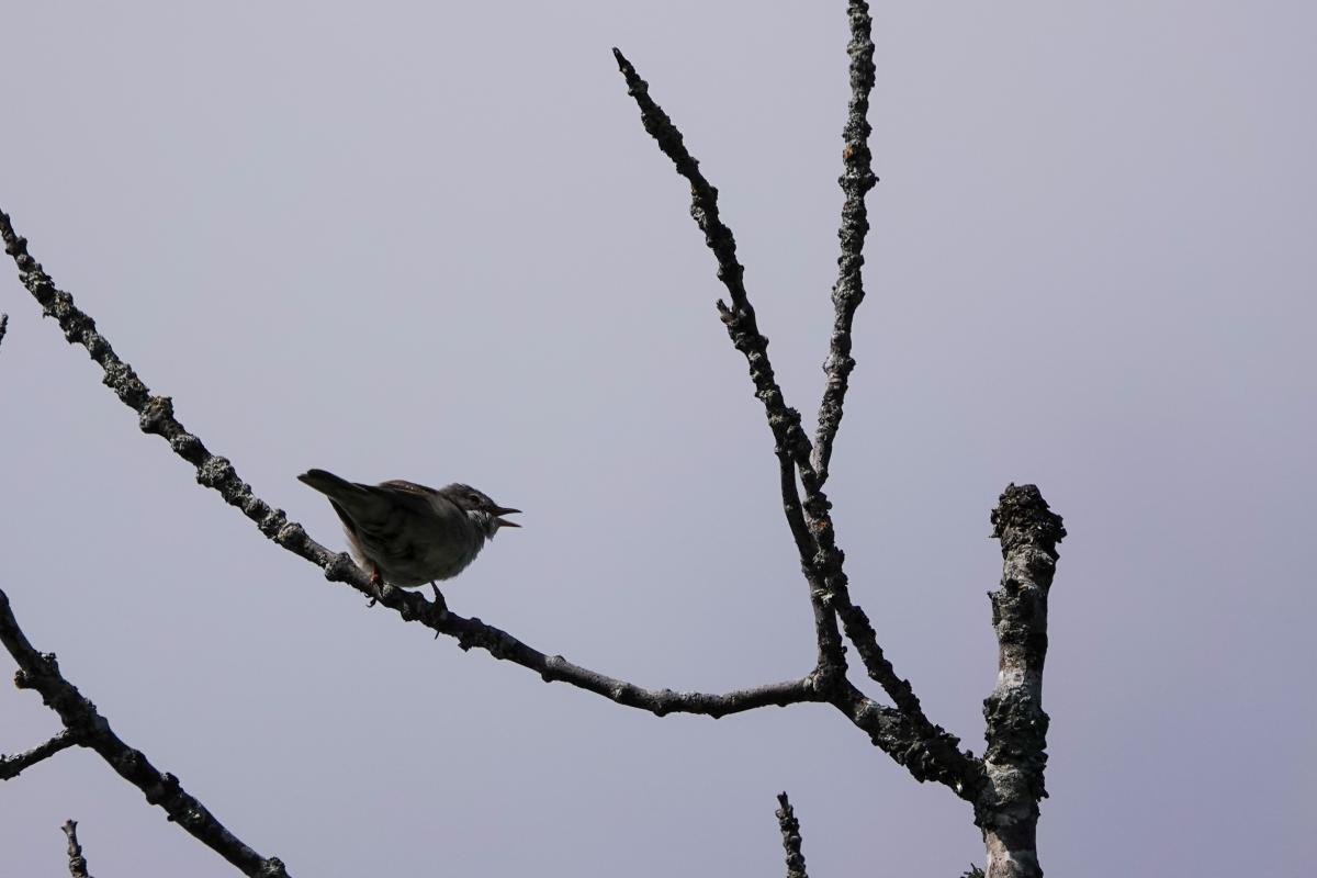 Common grasshopper warbler (Locustella naevia)