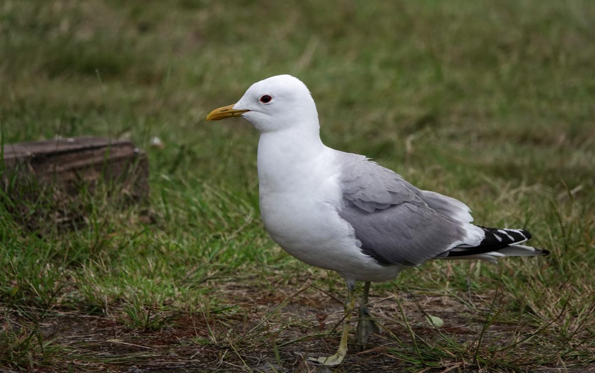 Common gull (Larus canus)