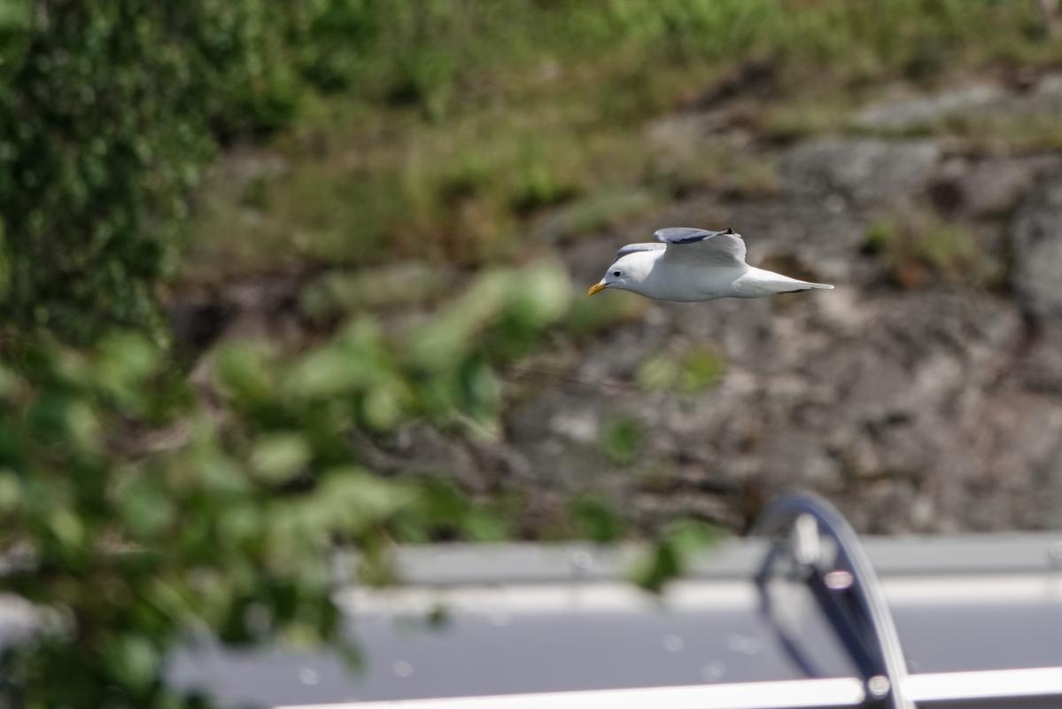 Common gull (Larus canus)