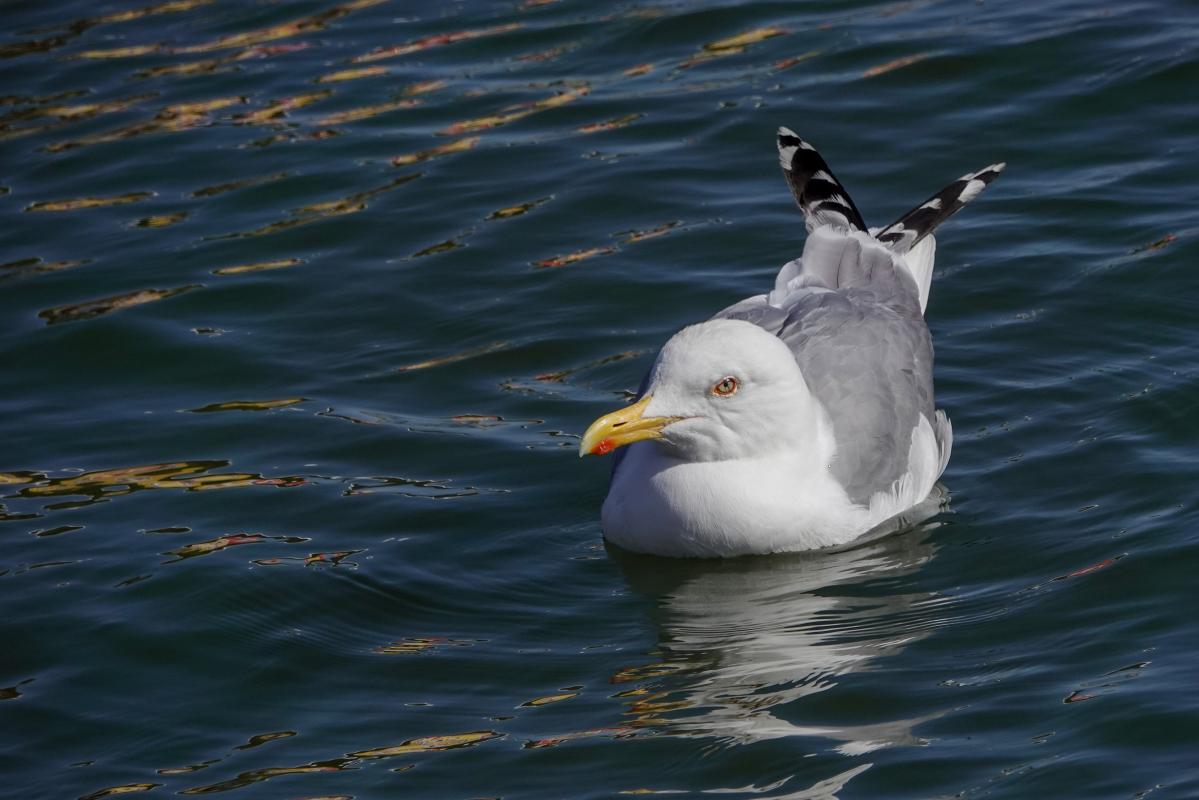 European Herring Gull (Larus argentatus)