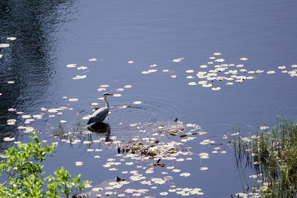 Grey Heron (Ardea cinerea)