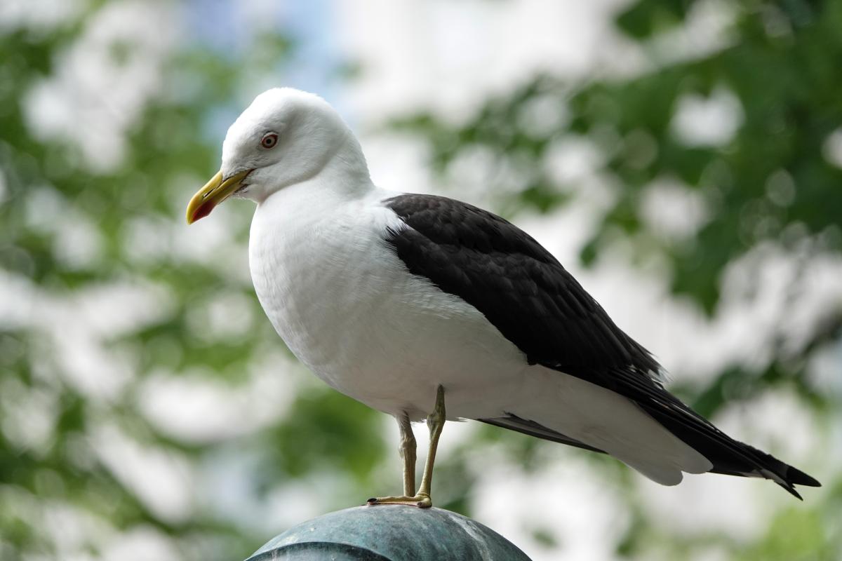 Lesser black-backed gull (Larus fuscus)