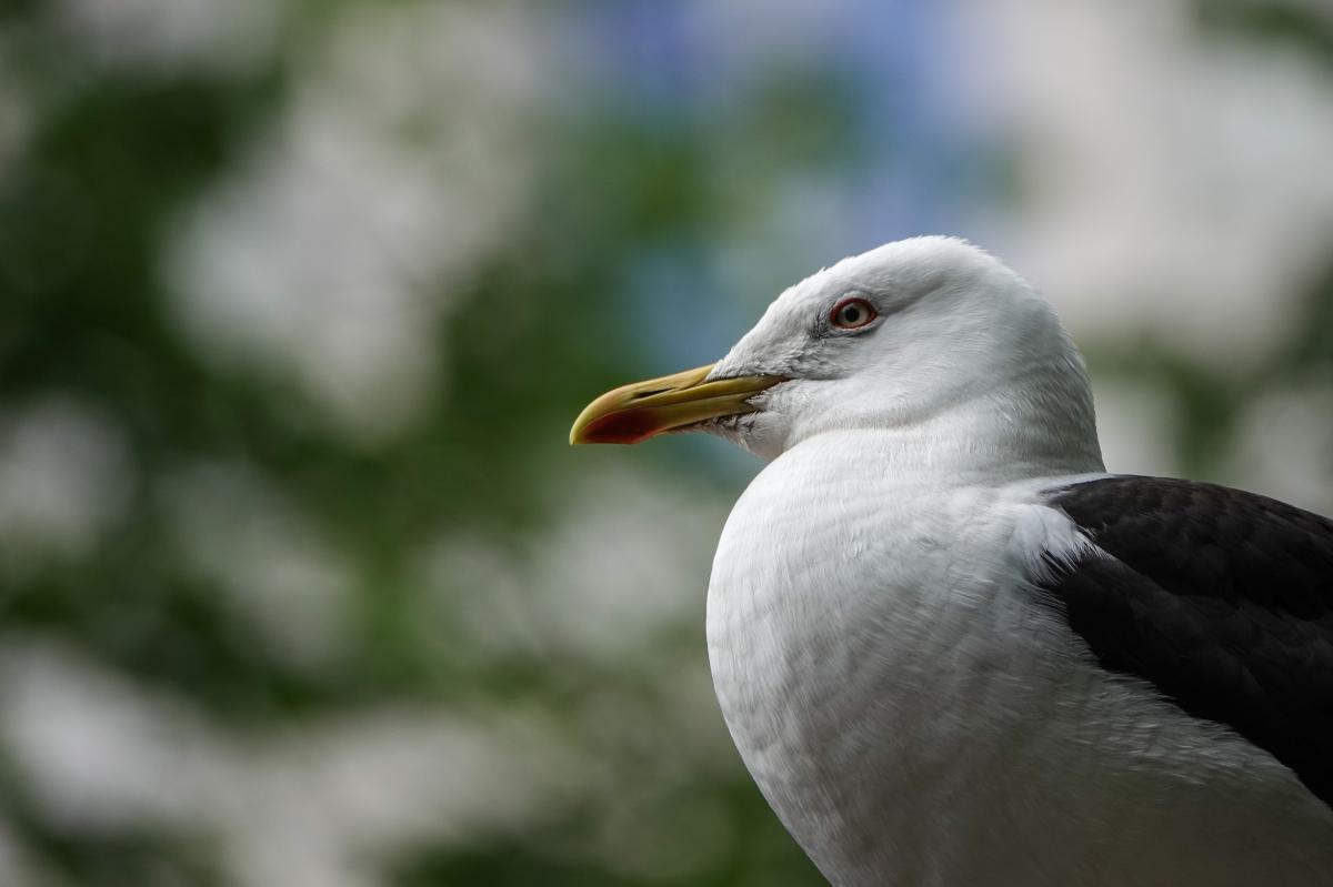 Lesser black-backed gull (Larus fuscus)