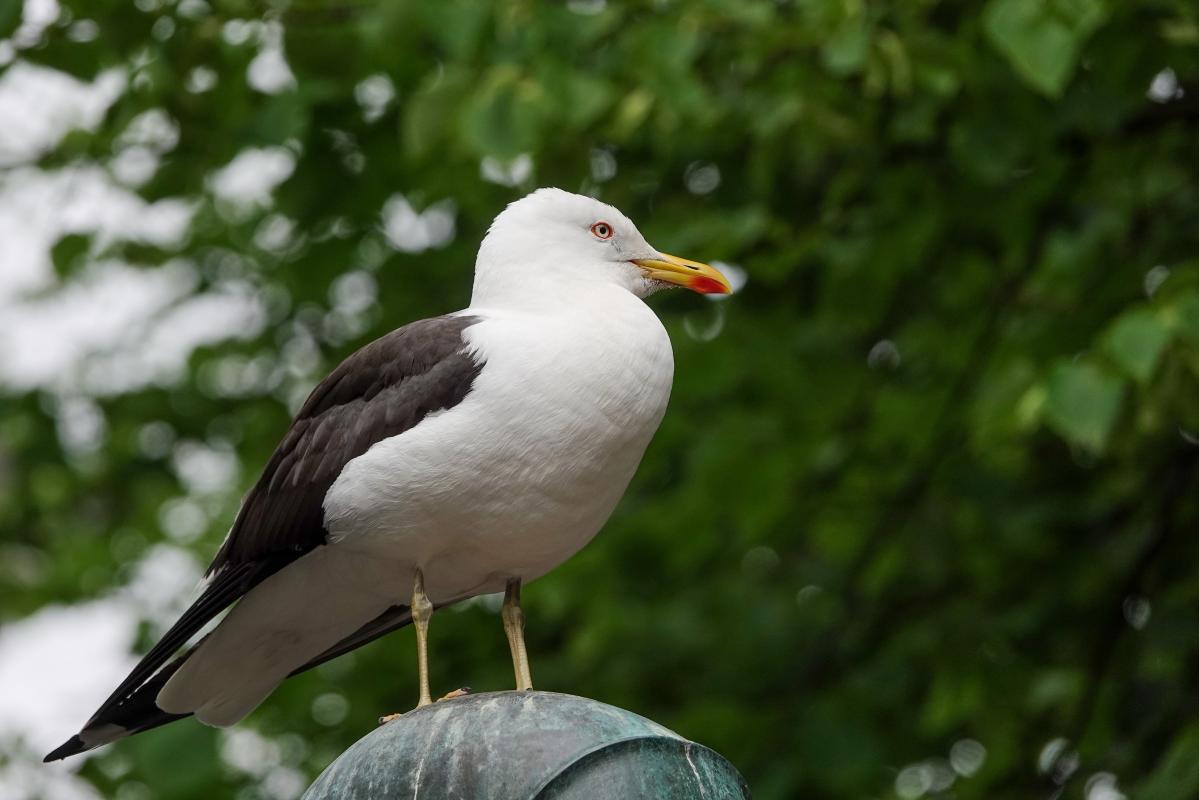 Lesser black-backed gull (Larus fuscus)