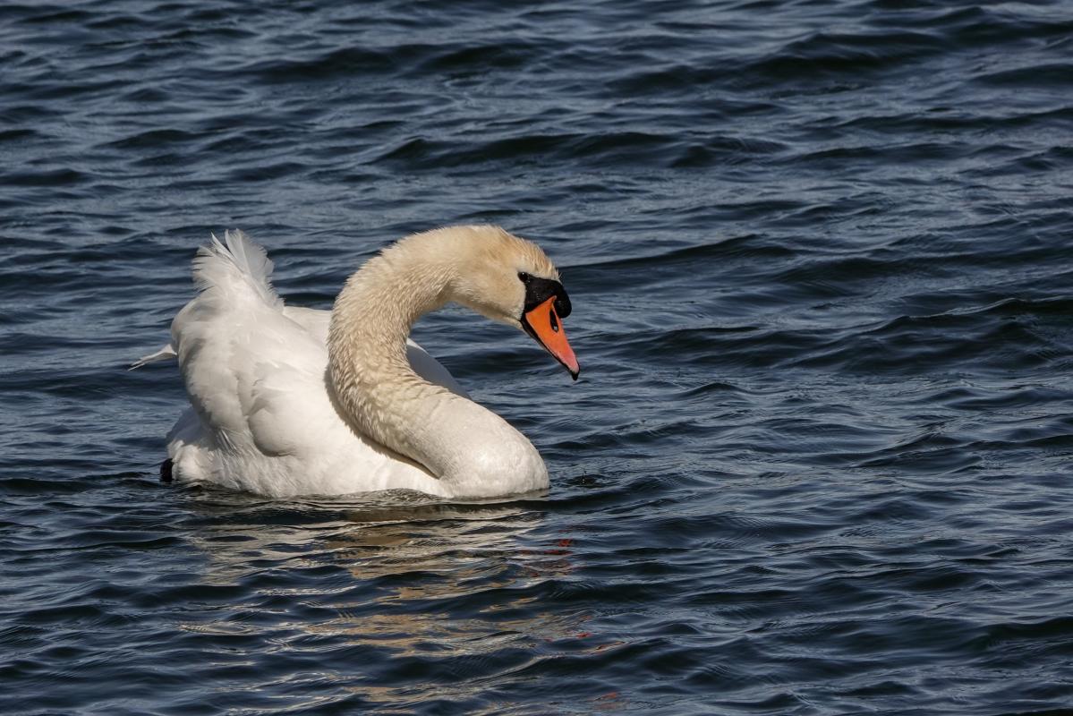 Mute Swan (Cygnus olor)