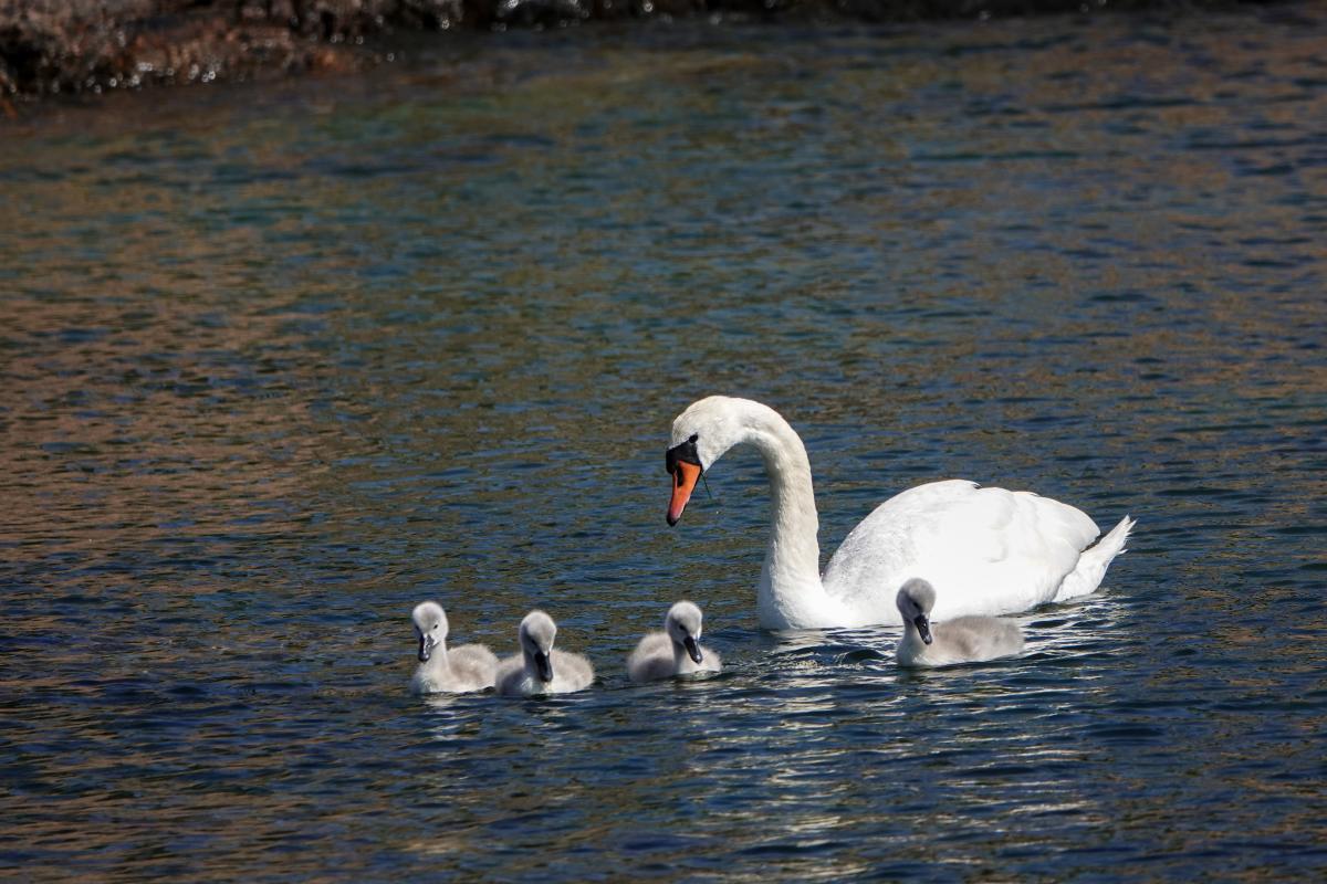 Mute Swan (Cygnus olor)