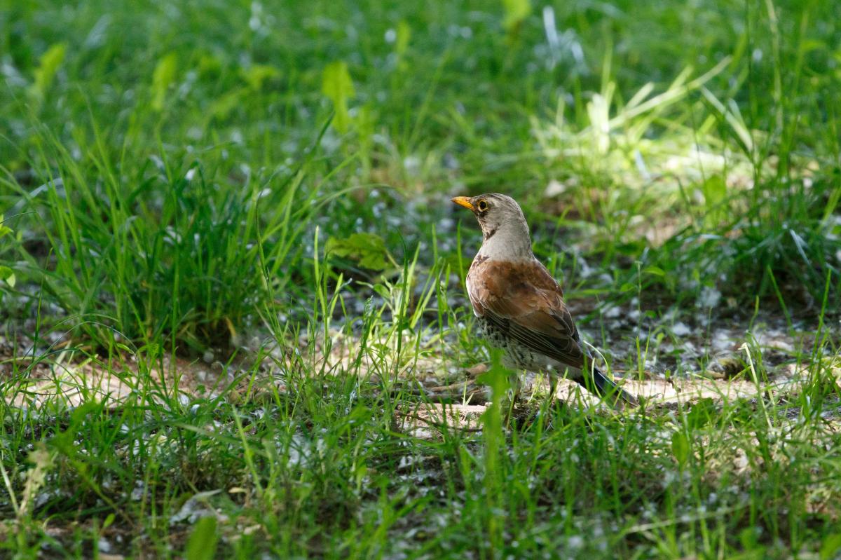 Fieldfare (Turdus pilaris)