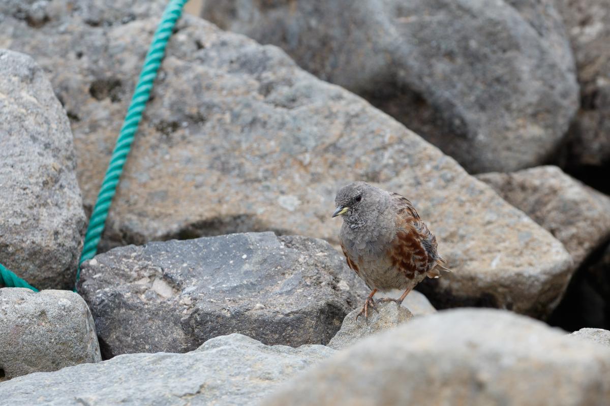 Alpine accentor (Prunella collaris)