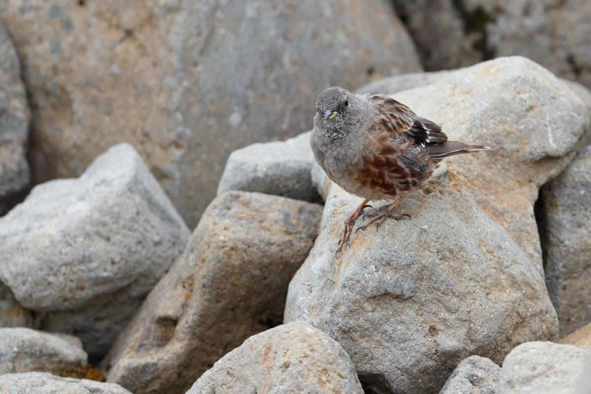 Alpine accentor (Prunella collaris)