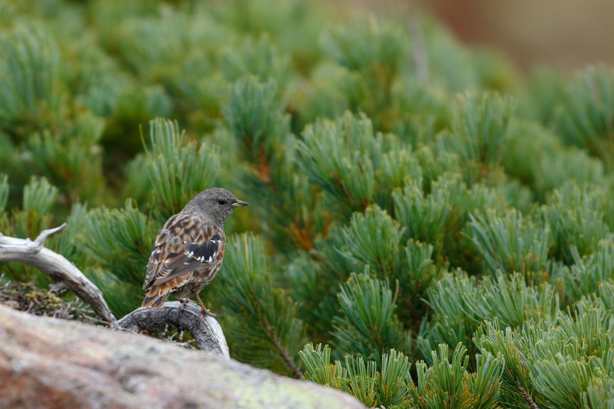 Alpine accentor (Prunella collaris)