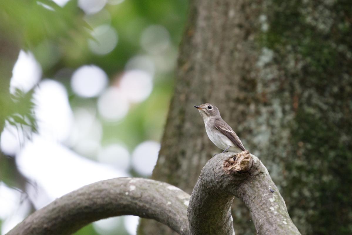 Asian brown flycatcher (Muscicapa dauurica)