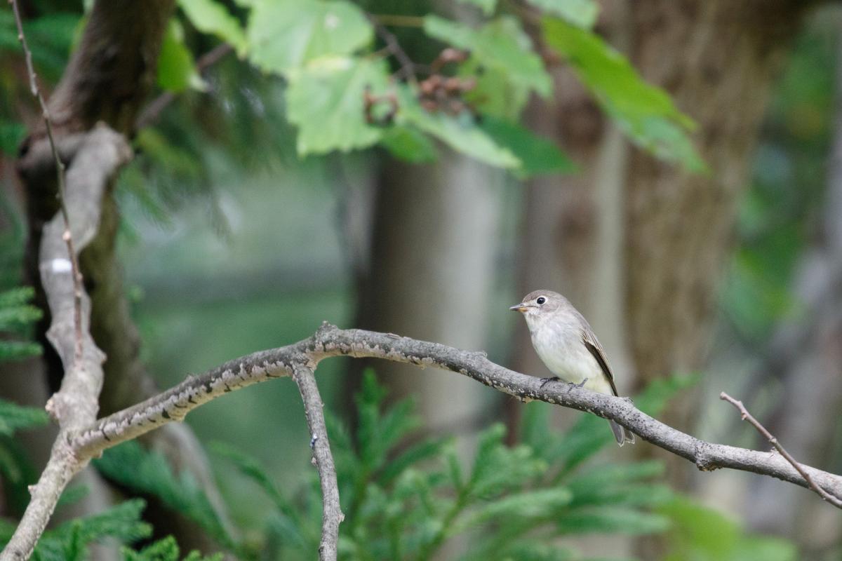 Asian brown flycatcher (Muscicapa dauurica)