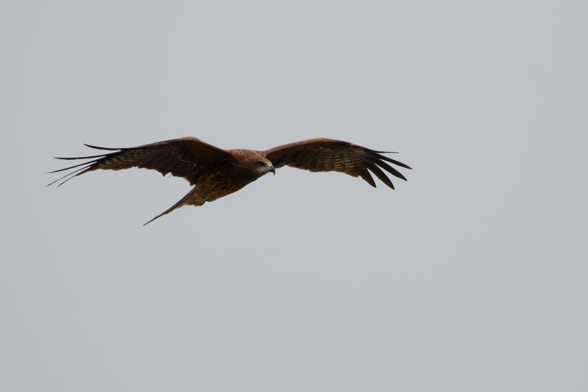 Black Kite (Milvus migrans)