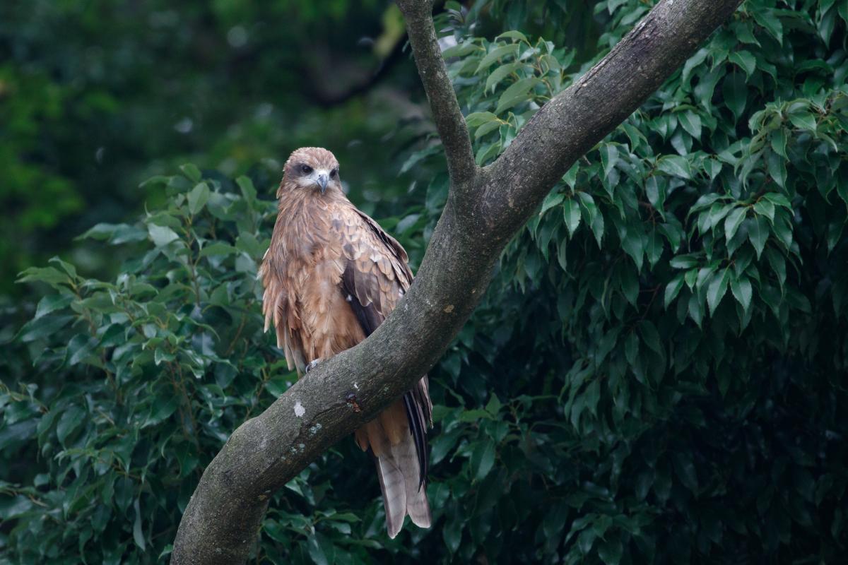 Black Kite (Milvus migrans)