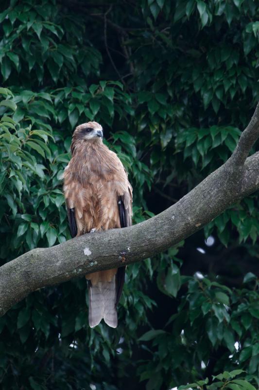 Black Kite (Milvus migrans)