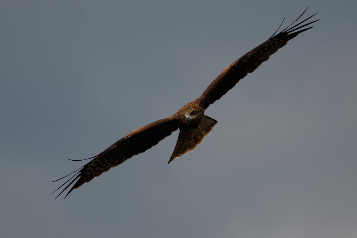 Black Kite (Milvus migrans)