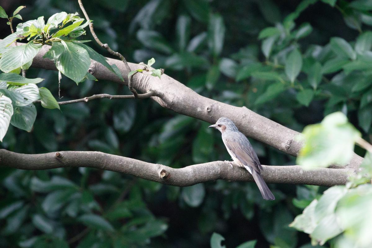 Brown-eared bulbul (Hypsipetes amaurotis)